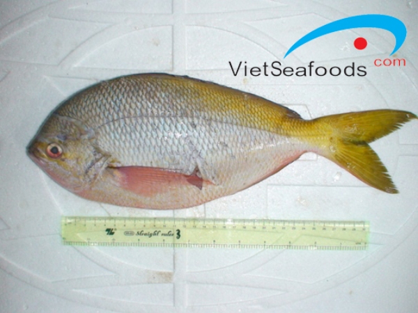 Cá trầm bì - Công Ty Cổ Phần XNK Hải Sản Nha Trang